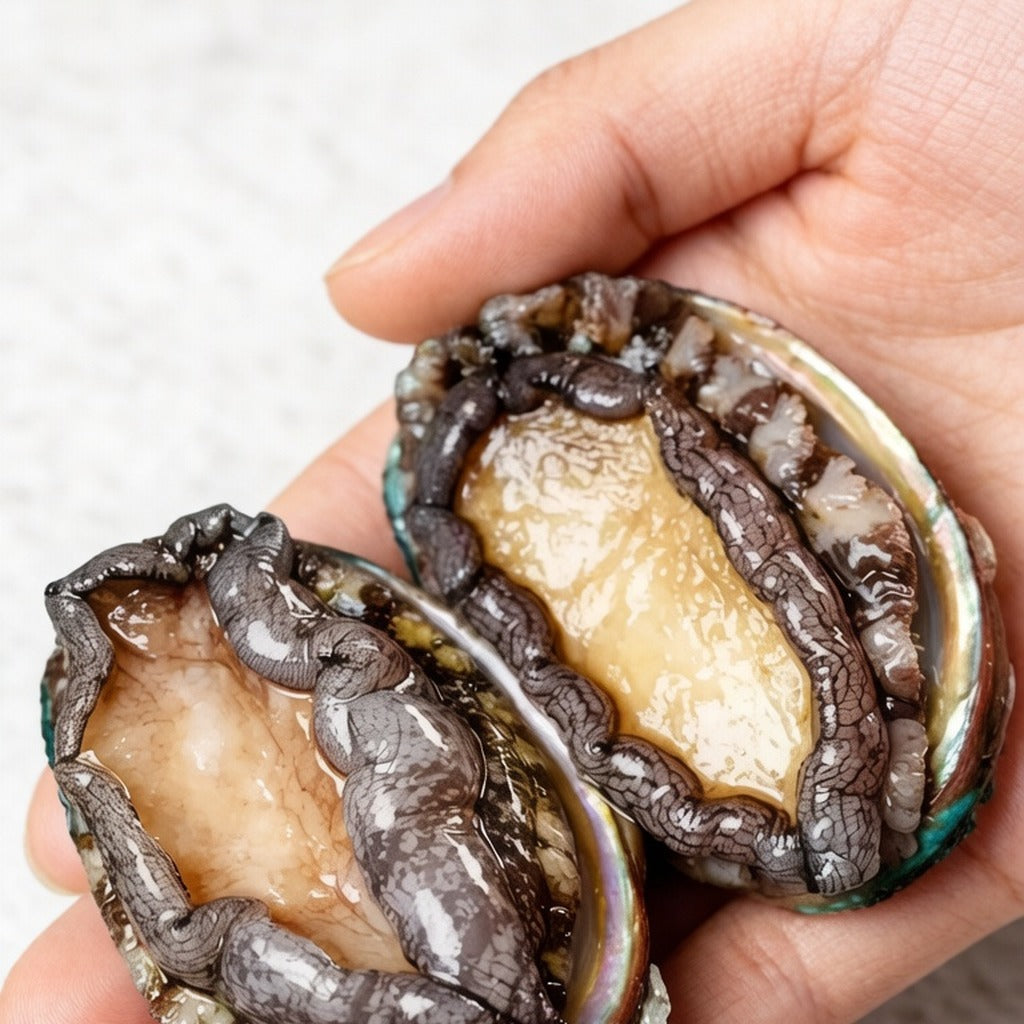 Hand holding two raw abalone in their shells