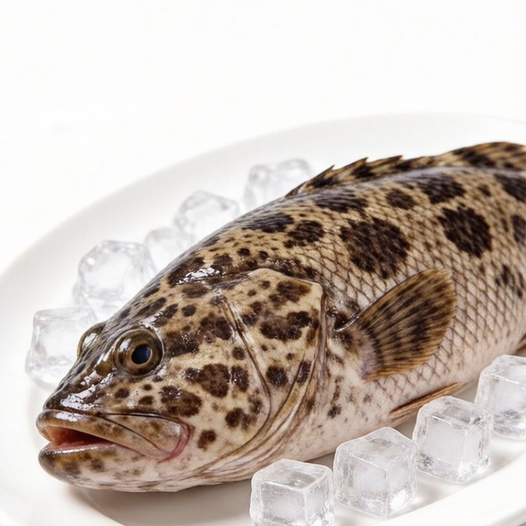 Whole raw grouper on crushed ice on a white platter